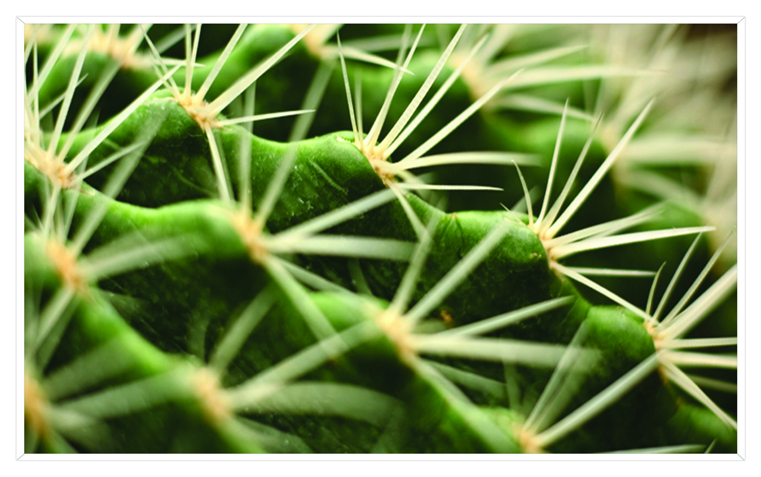 ASG257 Wall décor art printed on glass cactus